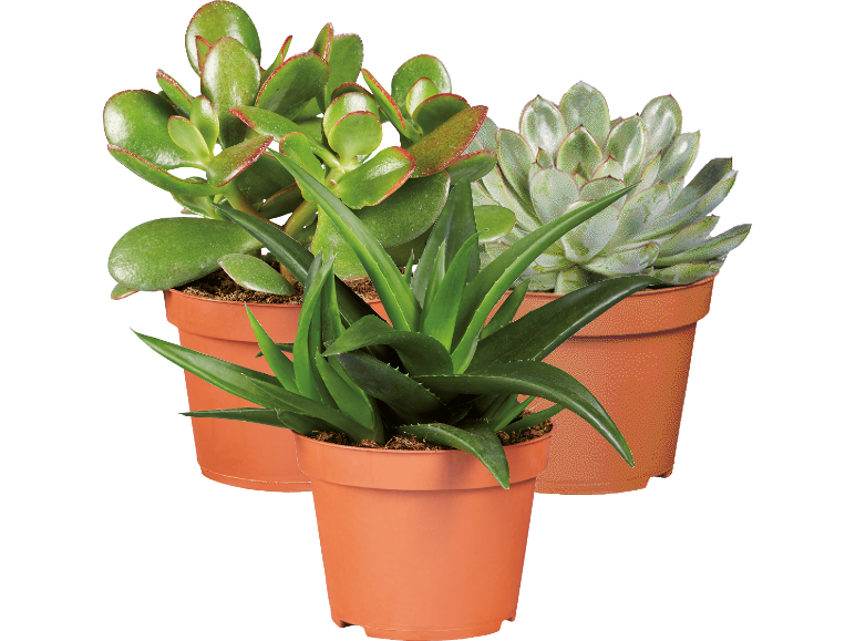 Tre krukväxter: aloe vera, paradisträd och echeveria.