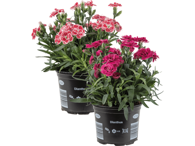 Två Dianthus nejlikor i svarta krukor, en med röda och vita blommor, den andra med fuchsiafärgade.