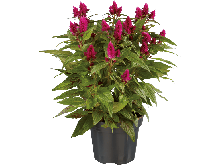 Krukväxt med gröna blad och rosa blommor.