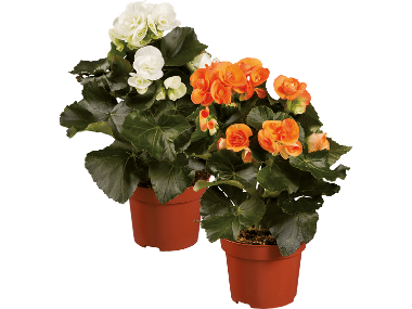 Begonia