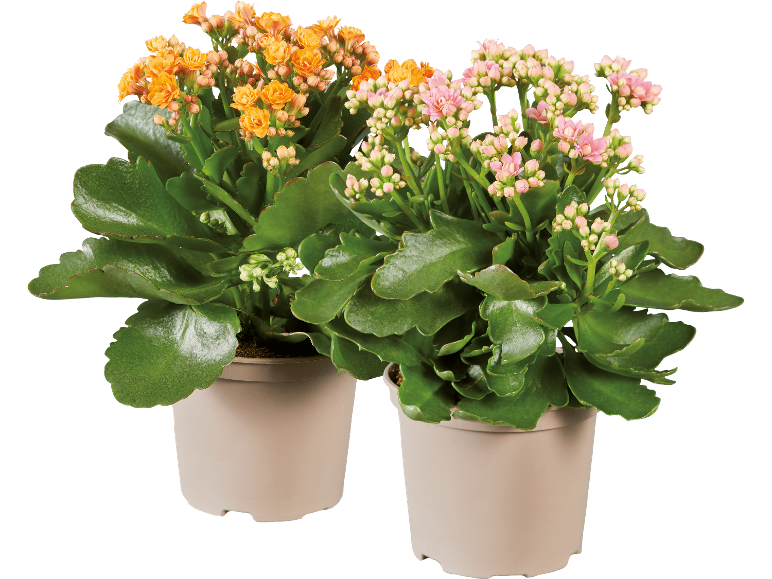 Två krukväxter Kalanchoe med orange och rosa blommor mot svart bakgrund.
