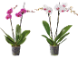 Två krukväxter Phalaenopsis-orkidéer, en rosa och en vit med rosa mitt.