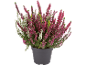 Krukväxt ljung med vita, rosa och lila blommor mot svart bakgrund.