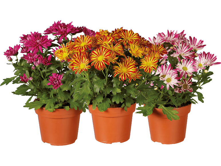 Krysantemum Elle Fleur