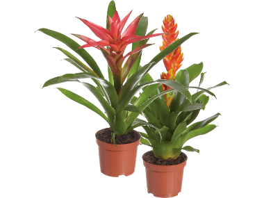 Bromelia