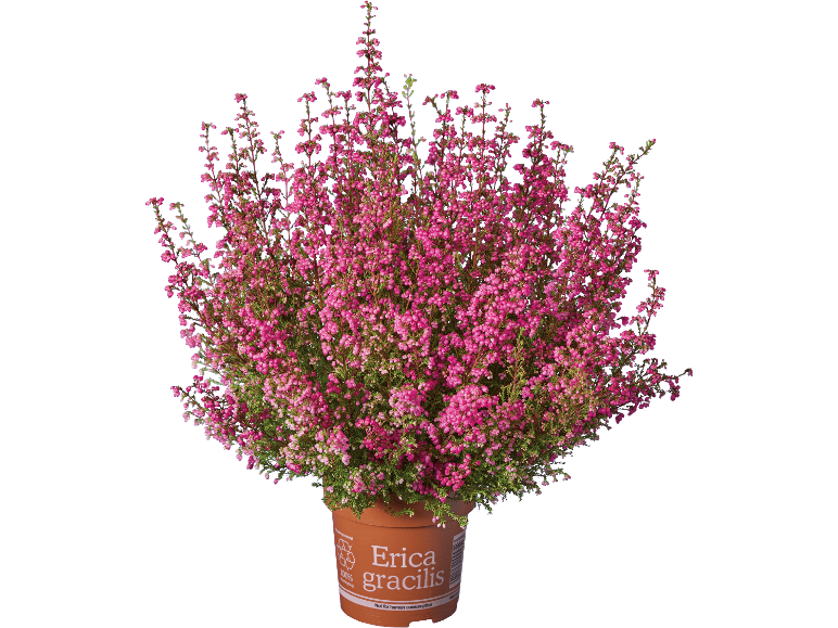 En kruka med rosa Erica gracilis-växt på svart bakgrund.