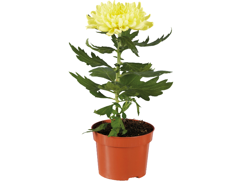 Dekokrysantemum