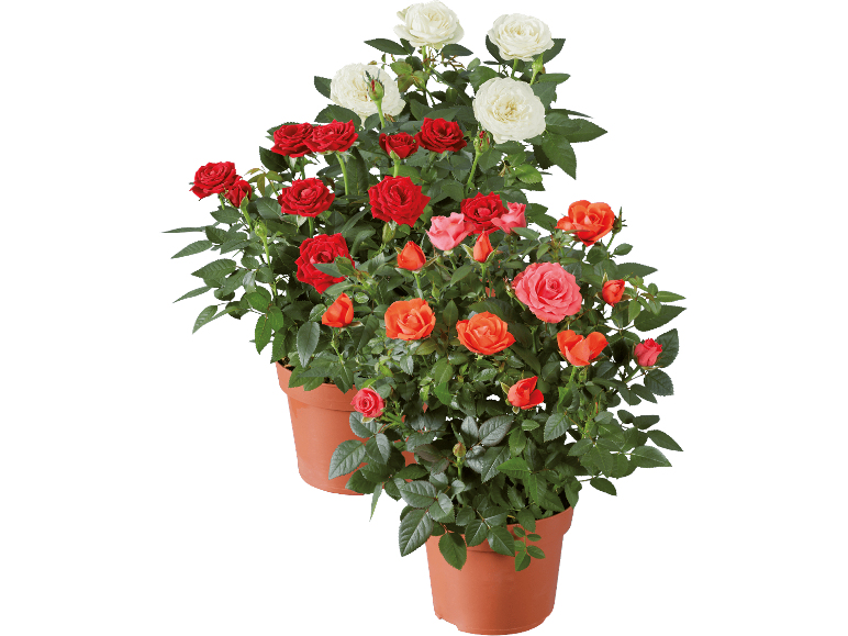 Två krukor med färgglada miniatyrrosor med röda, vita, orangea och rosa blommor