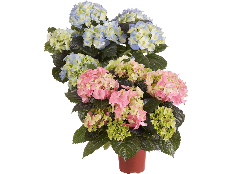 Krukhortensior med blå, rosa och gröna blommor.