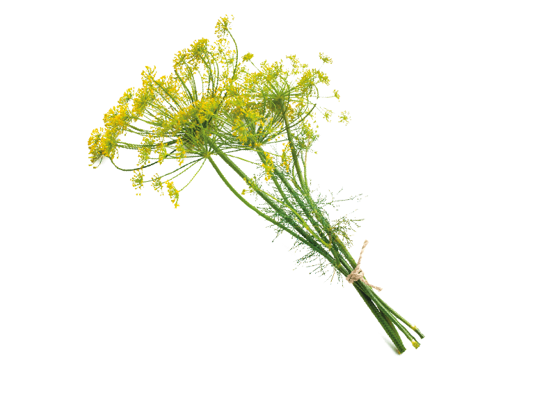 Knippe färsk dill med gula blommor, sammanbundet med snöre.