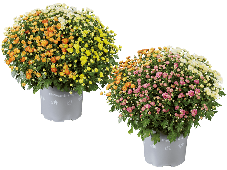Två krukchrysantemum, en med orange, gula och vita blommor, den andra med rosa, orange och vita blommor.