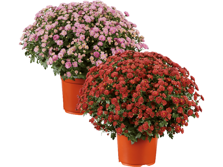 Två krukor med krysantemum, en rosa och en röd, mot svart bakgrund.