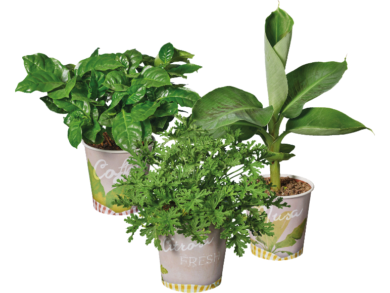 Tre krukväxter: kaffe, citronella och banan, i dekorerade krukor.