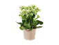 Kalanchoe-växt med vita blommor i en beige kruka.
