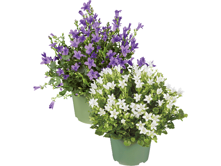 Campanula, Get-Mee