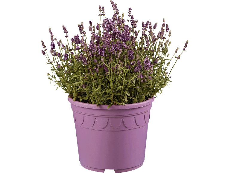 Lavendel XXL