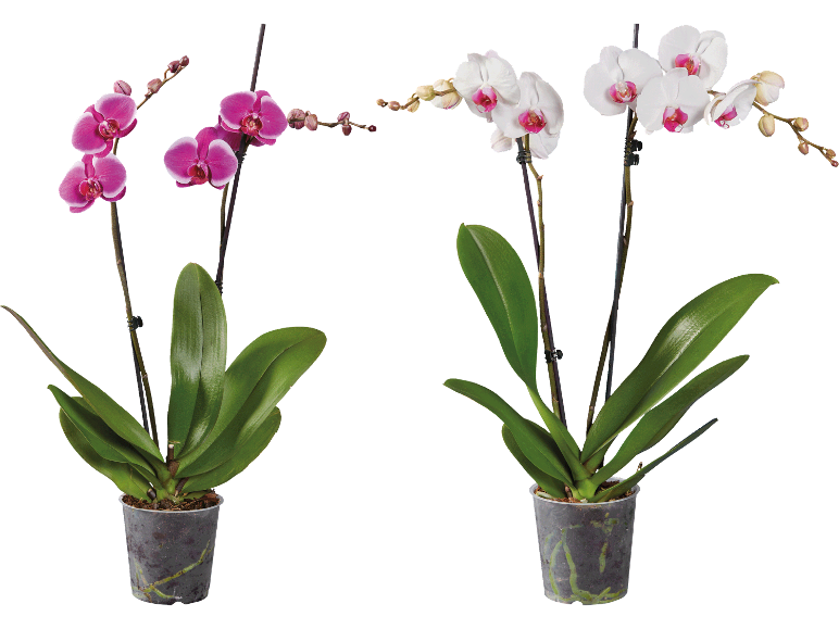 Två krukväxter Phalaenopsis-orkidéer, en rosa och en vit med rosa mitt.