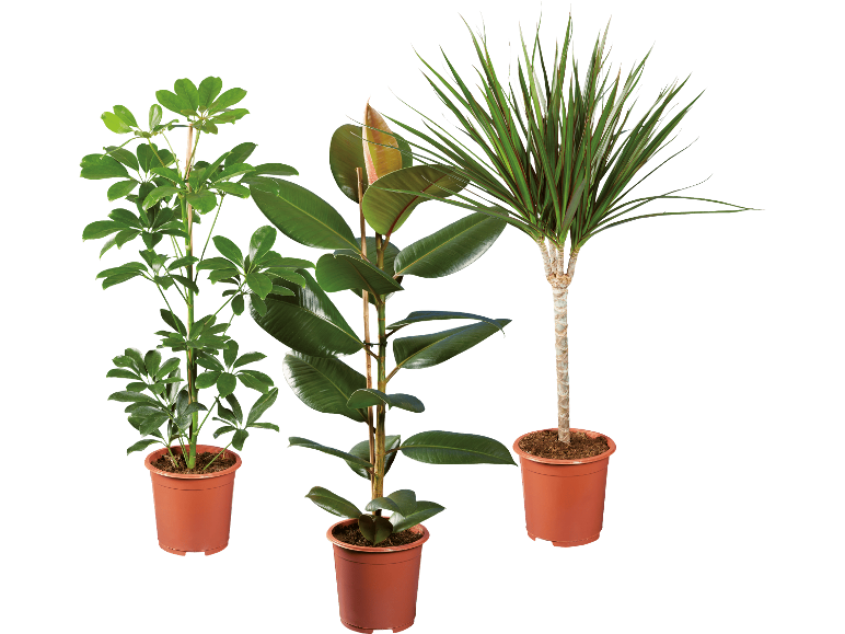 Tre krukväxter i bruna krukor: en paraplyaralia, en fikus och en dracena.