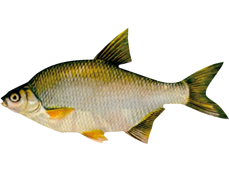 Rulle till fiskespö