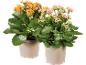 Två krukväxter Kalanchoe med orange och rosa blommor mot svart bakgrund.