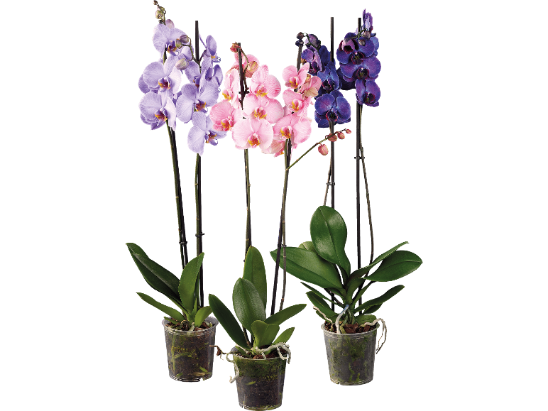 Tre krukor med orkidéer i lila, rosa och blått mot svart bakgrund.