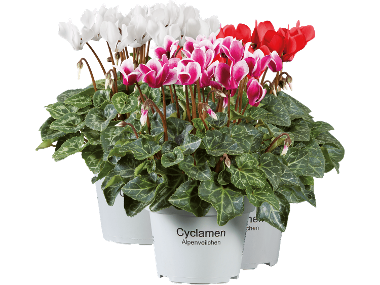 Cyklamen