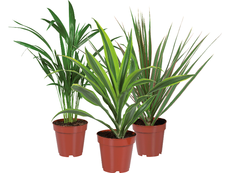 Tre krukväxter med gröna blad, vissa med röda ränder.