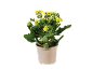Kalanchoe-växt med gula blommor i en beige kruka