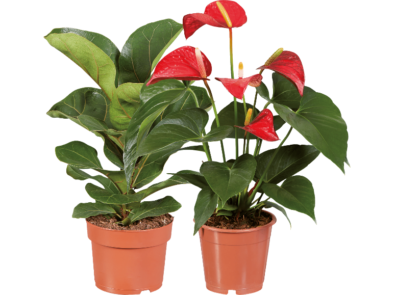 Två krukväxter, en röd anthurium och en grönbladig växt.