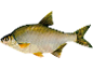 Flodfisk med silverfjäll och gula fenor.
