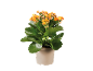 Kalanchoe-växt med orange blommor i en krämfärgad kruka.