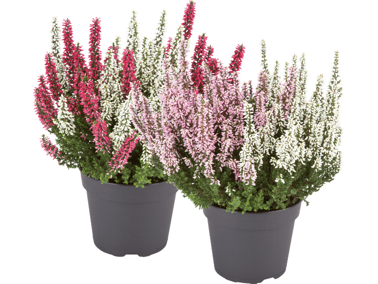 Två krukor med ljung i rött, rosa och vitt.