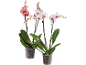 Två krukväxter med orkidéer med rosa och vita blommor och gröna blad.