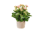 Kalanchoe-växt med rosa blommor i en beige kruka.