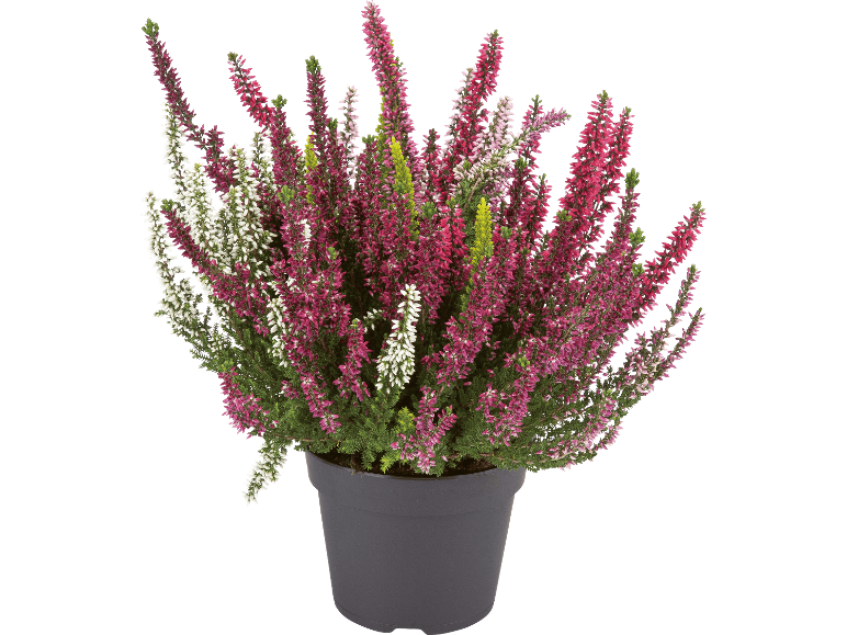 Krukväxt ljung med vita, rosa och lila blommor mot svart bakgrund.