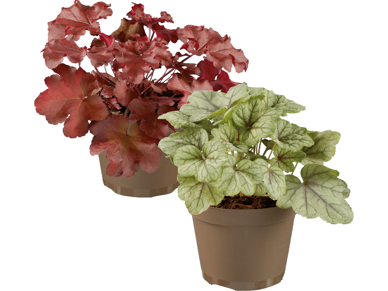 Två krukväxter Heuchera, en med röda blad och en med gröna blad.
