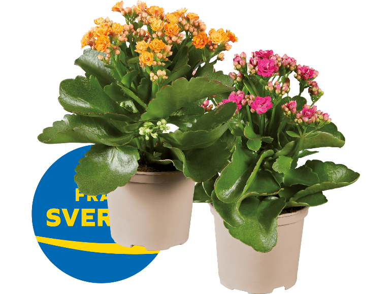 Två krukväxter av sorten våreld med orangea och rosa blommor, med svensk ursprungsmärkning.