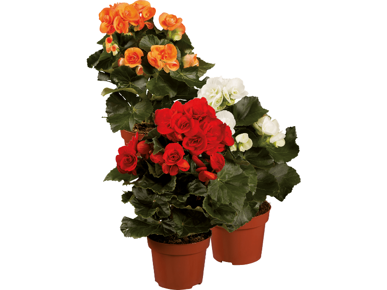 Tre krukor med blommande begonior i orange, rött och vitt