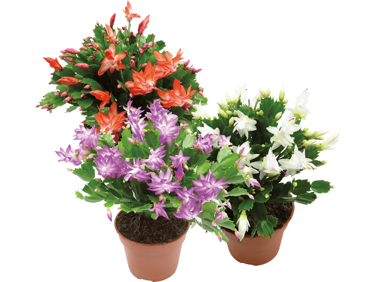 Novemberkaktusar i krukor med orangea, lila och vita blommor.