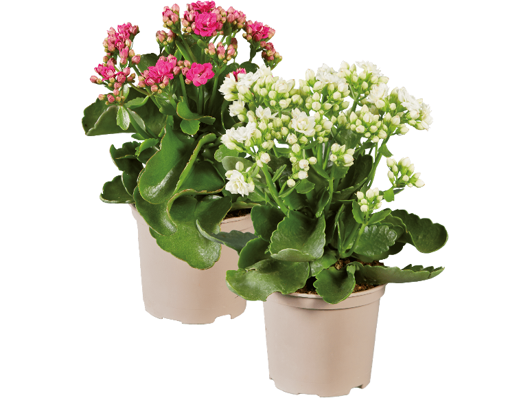 Två krukade kalanchoe: en med rosa blommor, den andra med vita.