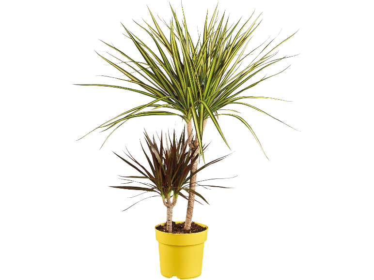 Två Dracaena-växter i en gul kruka mot vit bakgrund.