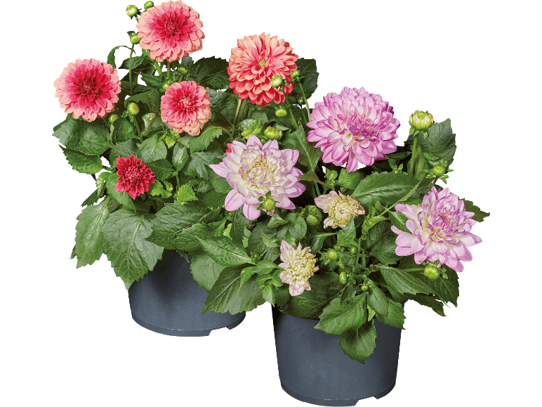 Dahlia
