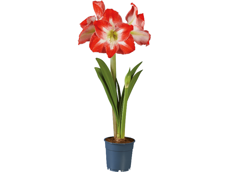 Röd och vit amaryllis i en blå kruka