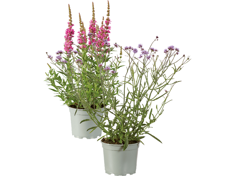 Två krukväxter med rosa och lila blommor mot svart bakgrund