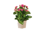 Blommande kalanchoe-växt med rosa blommor i en krämfärgad kruka.