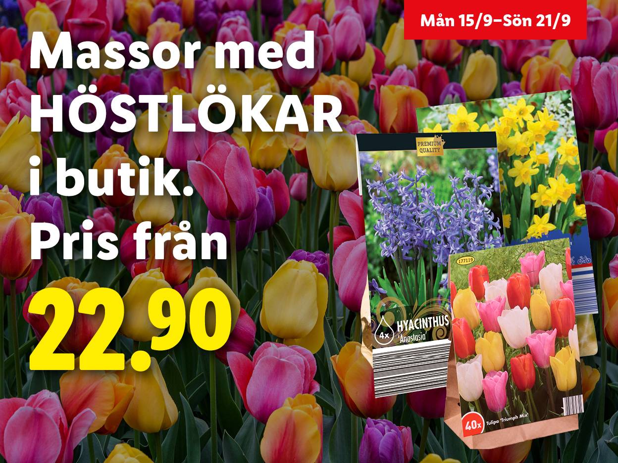 Annons för höstlökar med hyacinter och tulpaner, pris från 22.90.