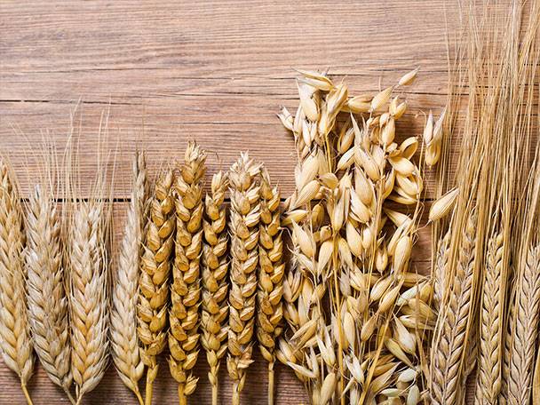 En samling av olika spannmålssorter, inklusive vete, havre och korn, på en träyta.