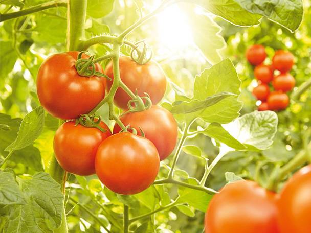 Odla och plantera om tomater