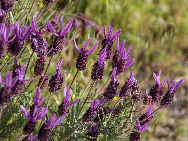 Odlar du lavendel?