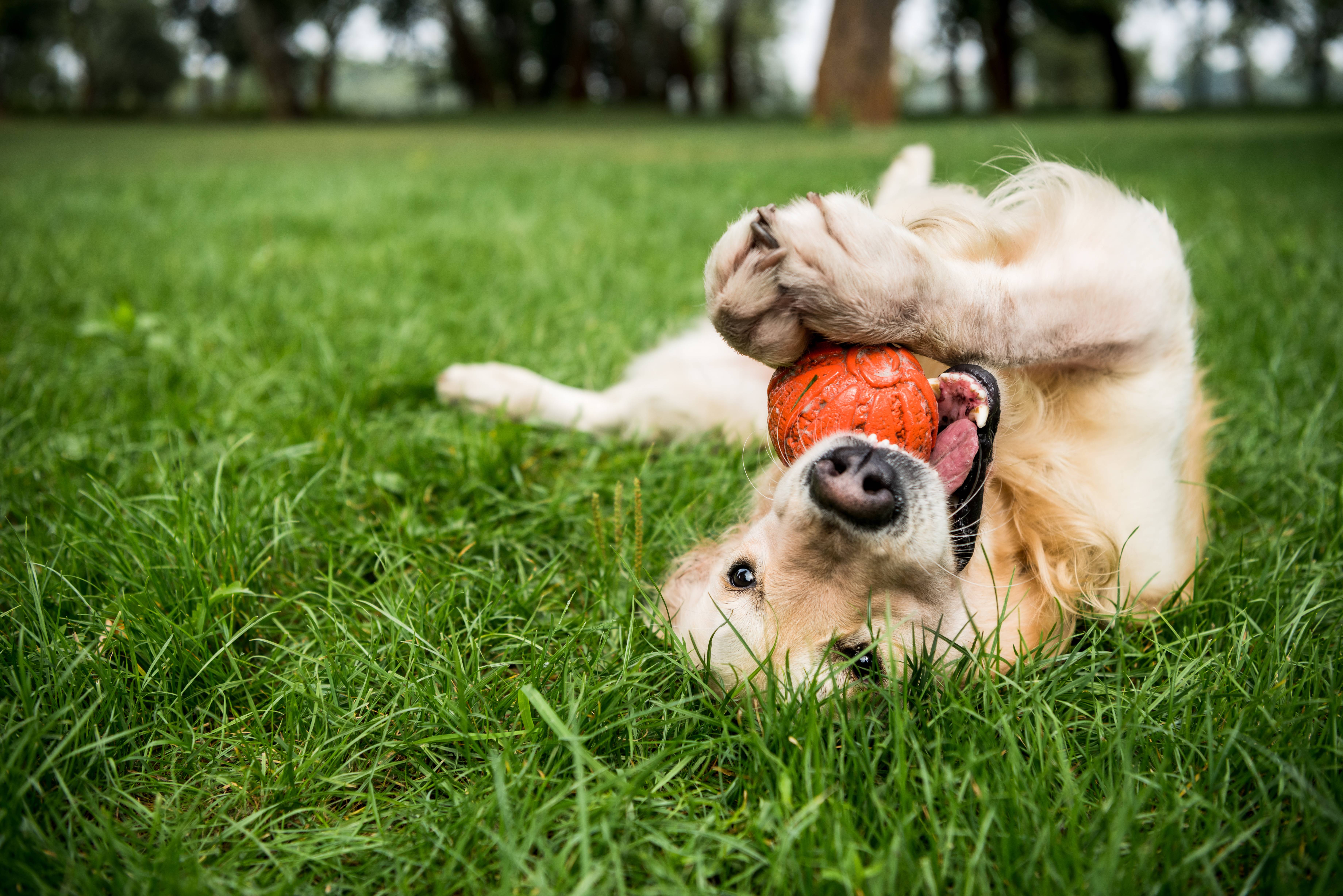 Golden retriever ligger på rygg i gräset och leker med en orange boll.